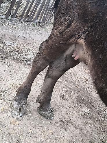 брамы куры: Продаю | Корова (самка) | Алатауская | Для молока | Стельные — 6