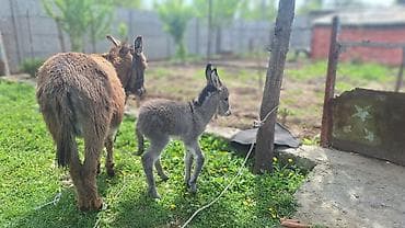 кошки домашние: Ургаачы эшек сатам баласы менен чогу,тууганына 2- күн болду — 4