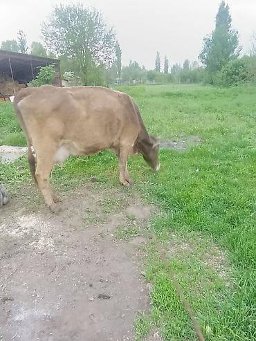 корм для домашних животных: Продаю | Корова (самка) | Полукровка | Для разведения | После отела — 2