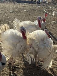 собака охотничий: Продаю | Индюшка (самка) | Бройлерная | На забой | Племенные — 9