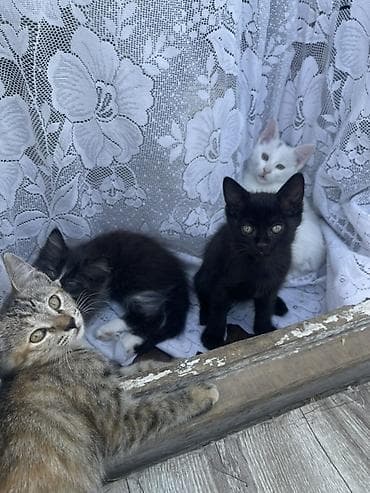 Котята, помет из 4 малышей, домашние. - Окрас: белый с нежно-розовыми