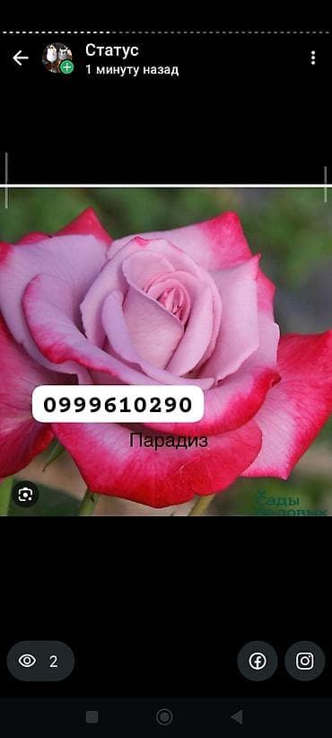 фикус бенджамин: Саженцы роз в контейнерах - Ассортимент садовых роз (разные сорта и — 5