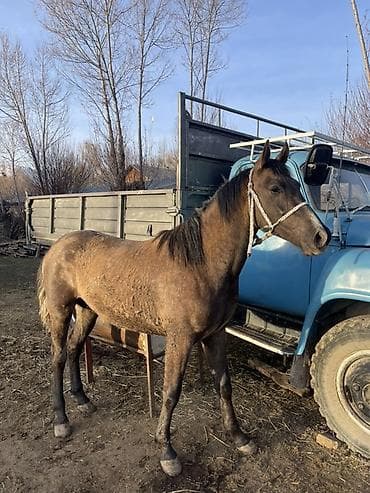 кошка кот: Продаю | Жеребенок | Рабочий | Мерин — 1