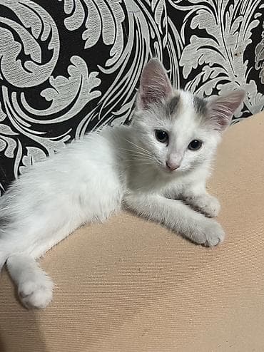 кошка маленькие: 2 месяца, Девочка, Метис, Приучена к лотку, Проглистована — 2