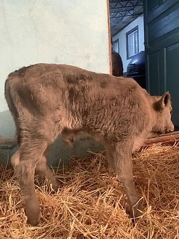 бычки обмен: Продаю | Музоо, торпок | Ангус, Швицкая | На откорм, На забой, Для разведения | Племенные — 3