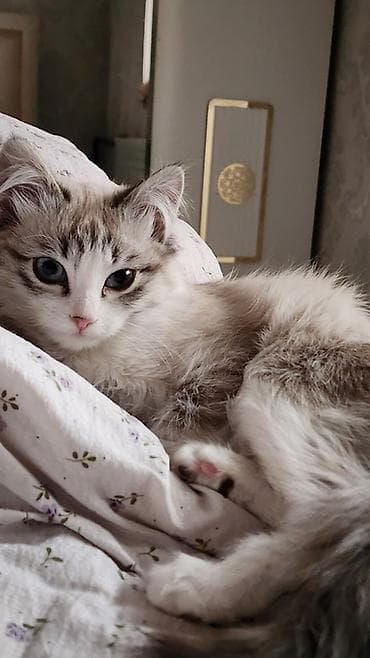 британская кошка шиншилла: 7 месяцев, Девочка, Метис — 4