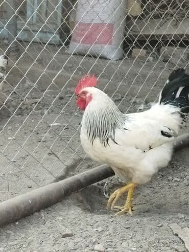 Продаю | Петух | Домашняя | Для разведения