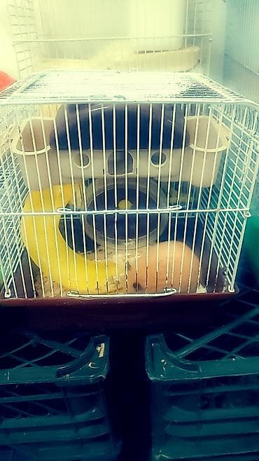 сирийские хомяки: Большая двухэтажная клетка + 1 хомячок всего за 1500 сом. любая на — 10