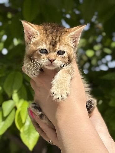 европейская бурма: Шотландский котёнок, окрас золотой шиншилла (возможен вариант golden — 2
