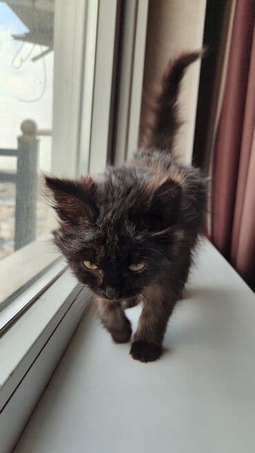 белая шотландская вислоухая кошка: Беспородная, 1 месяц, Девочка, Черный, Приучена к лотку — 3