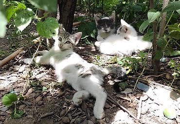scottish fold: Отдам котят в добрые руки! Дворовая кошка окатилась в дровнике и вот — 7