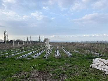 калыс ордо 1: 77 соток, Курулуш — 7