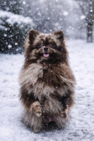 сколько стоит мопс в бишкеке: 🌟 Внимание! Редкий эксклюзивный окрас шикарный темперамент настоящий — 1