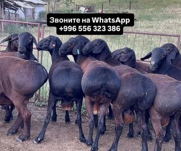 сова живая: Продаю | Баран (самец) | Эдильбаевская | Для разведения | Племенные — 1