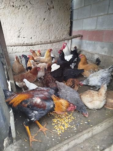 продажа токмок: Тооктор сатылат активный жаш 26 тоок 2 короз бар алмашу жолдору бар — 4