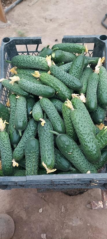 куриное мясо купить: Огурцы — 1