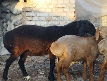 возьму собаку в добрые руки: Продаю | Овца (самка) | Арашан | Для разведения | Племенные — 2