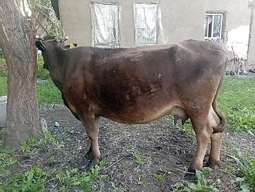 продам корову: Продаю | Корова (самка) | Для молока | Привязанные — 2