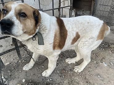 Алабай, 5 месяцев, Самец, С прививкой at lalafo.kg Алабай, 5 месяцев, Самец, С прививкой