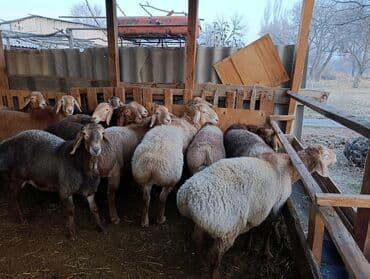 корм для домашних животных: Продаю кочкоров на племя,курдючные,высокие с длинными ушами.возраст от — 3