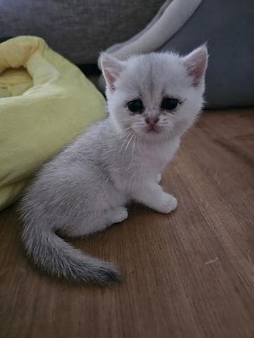 белый котенок: Котята скотиш страйт 1 месяц все девочки - Окрас: два светлых — 9