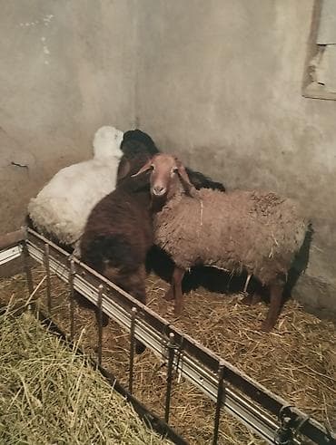 улак отук: Продаю ягнят 4 штуки возраст по 2.5 месяцев есть и ярки и мальчики — 2