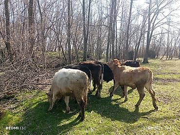 Уйлар, букалар: Сатам | Бука (эркек) | Бордоп семиртүү үчүн — 2