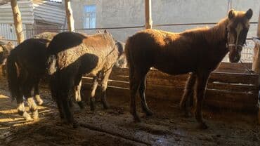 жылкы жаныбар: Сатам | Тай | Аргын | Көбөйтүү үчүн — 3