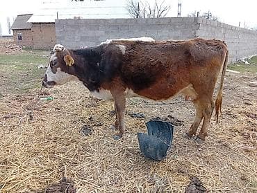 бычки годовалые: Продаю | Корова (самка) | Голштин | Для молока | Привязанные — 5