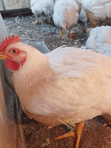 корм для голубей: Продаю | Куры | Бройлерная | На забой — 1