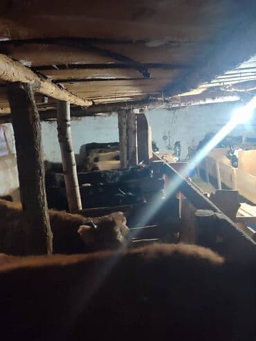 малдын астына резина: Сатам | Уй (ургаачы), Кунаажын | Аргын | Союуга | Байланган — 1