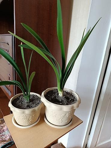 кливия: Кливия - здоровое, ухоженное растение, посажено в большой польский — 3