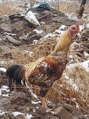 куры феникс: Продаю | Петух | Для разведения — 1