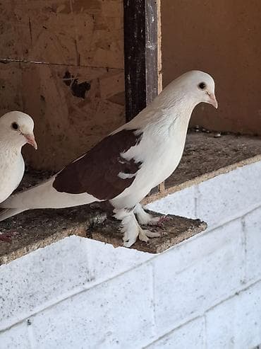 брама изабель: Голуби домашние, декоративно-летные породы, разного окраса. Описание — 7