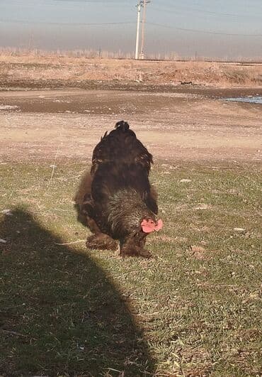 клетки для птиц: Продаются петухи чёрная брама — 2