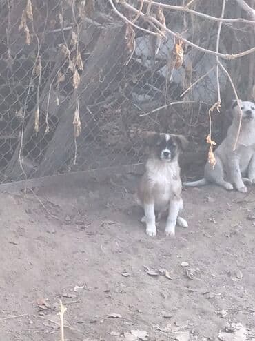 английский бульдог купить: Щенки дворняжки среднего размера. Есть 6 шт на выбор Описание: - — 1