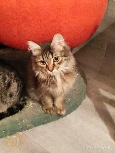 Беспородная, 4 месяца, Мальчик, Приучена к лотку, Проглистована