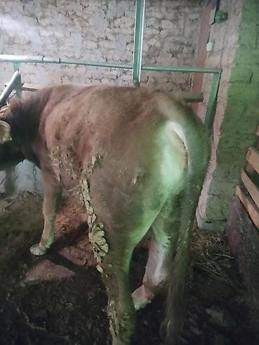 на откорм: Продаю | Бык (самец) | На откорм | Племенные — 1