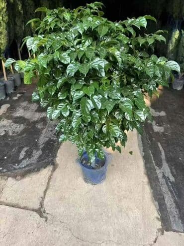 Пальмы Кофейное деревоПальмы,Фикусы и тд