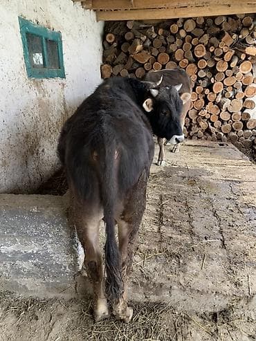 животные для дома: Продаю | Бык (самец) | На откорм | Привязанные — 2