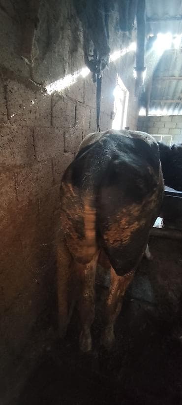 ангус корова: Продаю | Бык (самец) | Полукровка | Для разведения | Племенные — 3