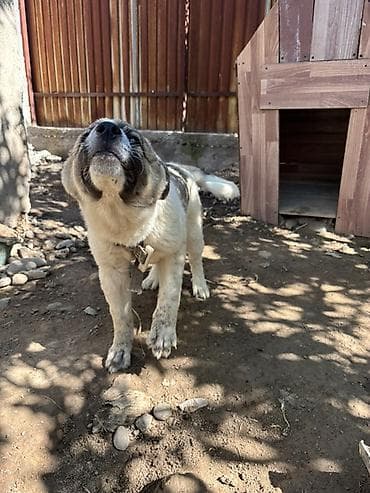 Щенок крупной породы для охраны участка/дома. - Возраст: примерно 4–6