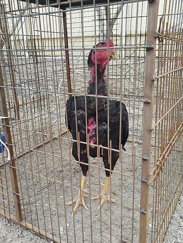 ак жугору: Дакан тулок короздор сатылат активный алмашу жолдору бар адрес — 4