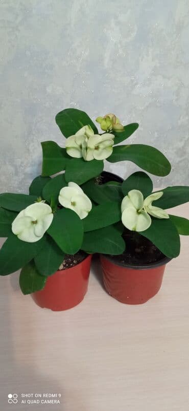 форель рыба: Тайский молочай — 1