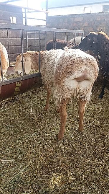 баран кант: Продаю | Овца (самка) | Арашан | Для разведения | Осеменитель, Ярка — 5