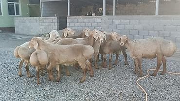 домашний животные: Продаю | Баран (самец) | Арашан | Для разведения — 3