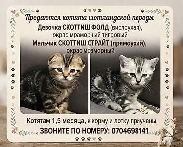 Продажа кошек: Скотиш Фолд (Шотландская вислоухая), 1 месяц, Девочка, Приучена к лотку — 1