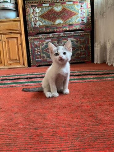 ош кошка: Отдам в хорошие руки Котята домашние, разного окраса: - Кремово-серый — 2