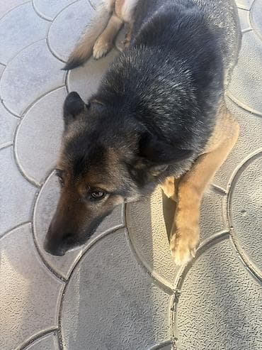 Овчарка сука, окрас чепрачный (черно‑рыжий). Плотный подшерсток at lalafo.kg Овчарка сука, окрас чепрачный (черно‑рыжий). Плотный подшерсток