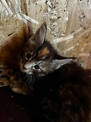 Животные: Породистые котята мейн-кун от домашних крупных производителей. - — 1